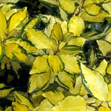 Elaeagnus x submacrophylla 'Gold Splash'