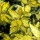  (08/11/2018) Elaeagnus x submacrophylla 'Gold Splash' added by Shoot)