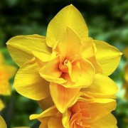  (09/11/2018) Narcissus 'Double Smiles'  added by Shoot)