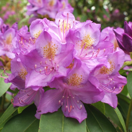Rhododendron 'Purpureum Grandiflorum'