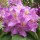  (09/11/2018) Rhododendron 'Purpureum Grandiflorum' added by Shoot)