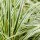  (13/11/2018) Carex oshimensis 'Evercream' added by Shoot)