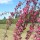  (20/11/2018) Malus x purpurea 'Crimson Cascade' added by Shoot)
