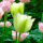 Tulipa 'Spring Green' (Tulip 'Spring Green') Added by Nicola