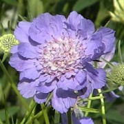  (27/11/2018) Scabiosa caucasica added by Shoot)