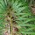  (29/11/2018) Cycas micholitzii added by Shoot)