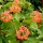 Viburnum Opulus 'Compactum', berries in August 2013 Added by Candy Blackham