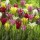  (12/12/2018) Tulipa (any Viridiflora Group tulip) added by Shoot)