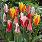  (17/12/2018) Tulipa (any Greigii Group variety) added by Shoot)