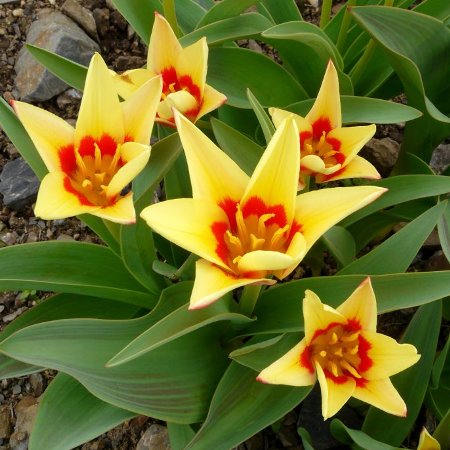 Tulipa 'Corona'