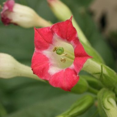 Nicotiana tabacum red-flowered
