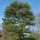  (20/12/2018) Pinus taeda added by Shoot)