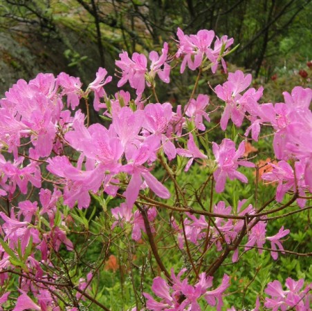 Rhododendron (Jalisco Group) 'Jalisco Elect'