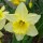  (05/01/2019) Narcissus 'Binkie' added by Shoot)