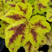  (05/01/2019) X Heucherella 'Leapfrog' (Fun and Games Series) added by Shoot)