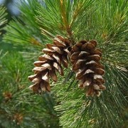  (07/01/2019) Pinus peuce added by Shoot)