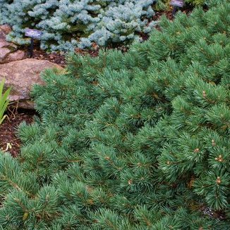Pinus sylvestris 'Albyns'
