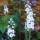 Tissington White in flower (31/05/2012) Added by KittyCat