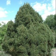  (07/01/2019) Pinus sylvestris 'Globosa Viridis' added by Shoot)