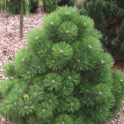  (07/01/2019) Pinus nigra 'Helga' added by Shoot)