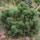  (07/01/2019) Pinus mugo 'Allgau' added by Shoot)