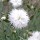 (07/01/2019) Dianthus plumarius 'Itsaul White' added by Shoot)