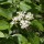  (09/01/2019) Viburnum cassinoides added by Shoot)