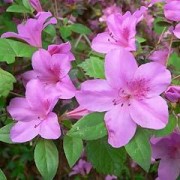 Rhododendron 'Violetta' Glenn Dale Evergreen azalea Glenn Dale evergreen  azalea Care Plant Varieties & Pruning Advice