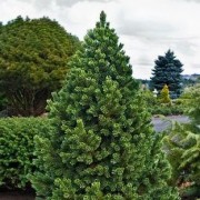  (10/01/2019) Pinus aristata 'Sherwood Compact' added by Shoot)
