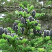  (11/01/2019) Abies nephrolepis  added by Shoot)
