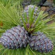  (12/01/2019) Pinus sibirica added by Shoot)
