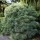  (12/01/2019) Pinus strobus 'Radiata' added by Shoot)