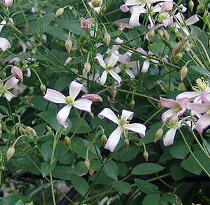 Clematis 'Tranquility'