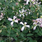  (12/01/2019) Clematis 'Tranquility' added by Shoot)
