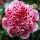  (12/01/2019) Camellia japonica 'Volunteer' added by Shoot)