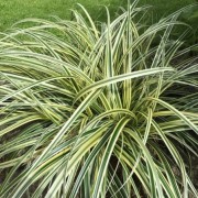  (14/01/2019) Carex 'Feather Falls' added by Shoot)