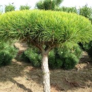  (15/01/2019) Pinus densiflora 'Umbraculifera Compacta' added by Shoot)