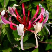  (22/01/2019) Lonicera japonica 'Red World' added by Shoot)