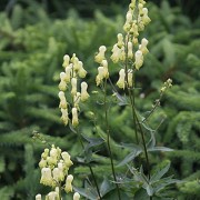  (22/01/2019) Aconitum lycoctonum 'Russian Yellow' added by Shoot)