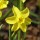  (23/01/2019) Narcissus 'Sabrosa' added by Shoot)