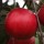  (23/01/2019) Malus domestica 'Redlove Odysso' added by Shoot)