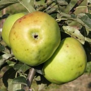  (25/01/2019) Malus domestica 'Warner's King' added by Shoot)