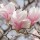  (29/01/2019) Magnolia x soulangiana 'Lilliputian' added by Shoot)