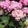  (30/01/2019) Hydrangea macrophylla 'Endless Summer BloomStar' (Endless Summer Series) added by Shoot)