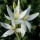  (31/01/2019) Hesperantha coccinea f. alba added by Shoot)