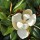  (04/02/2019) Magnolia grandiflora 'Southern Charm' added by Shoot)