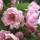  (06/02/2019) Malus ioensis 'Fimbriata' added by Shoot)