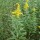  (07/02/2019) Solidago altissima added by Shoot)