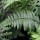  (07/02/2019) Dryopteris ludoviciana added by Shoot)