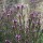  (07/02/2019) Verbena macdougalii 'Lavender Spires' added by Shoot)